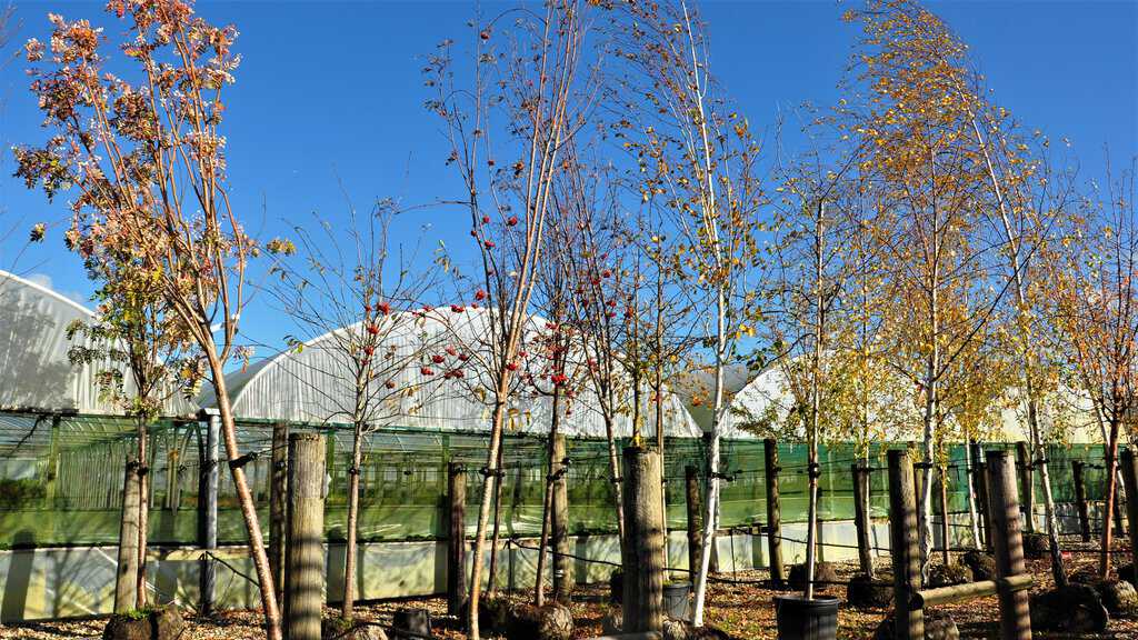 Sorbus aucuparia 'Aspleniifolia' 10-12 SS